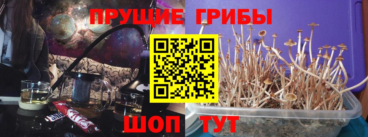 Псилоцибиновые грибы Psilocybe Верхняя Пышма
